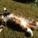 웃게해줄개 이미지