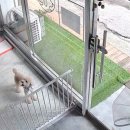 원 반려동물 미용실 이미지