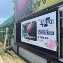 동호농장달코미복숭아