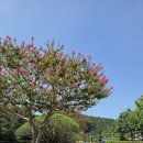 충렬사 배롱나무꽃 이미지