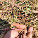 농사꾼농장 이미지