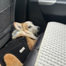 수리산도립공원임시주차장 이미지