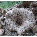 능이 버섯고을 이미지