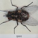 파리 이미지
