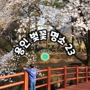 기흥레스피아 관리동 2층 | 경기도 용인 벚꽃 명소 23곳 리스트 / 한국외국어대학교 글로벌캠퍼스 용인외대 명수당 왕산교 벚꽃 후기