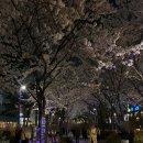 합정어린이공원 | [경의선숲길/합정 희우정로 밤벚꽃 실시간] 사람도 많지 않음! 루프탑 카페 추천