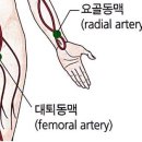 용인대 동양합기도 이미지