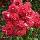 사랑으로 이미지