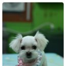 하쿠애견샵 이미지