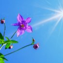 비타민(VITAMIM) 이미지