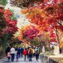 만추 - 달성군 | 만추