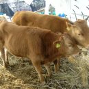 순이농장 이미지