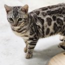 실버캐슬 캐터리 이미지