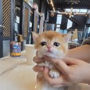 라온캣 잠실고양이분양 | 우리집 고양이는 복슬고양이 고양이 집사가 된 후기 브리티쉬숏헤어 성격 대전 라온캣 고양이분양 후기