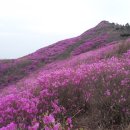 4월 1일(월) 여수 호랑산. 영취산(510m),진달래축제.♡25,000원.조중식(찰밥.중.찬지참).37석리무진운행(출발함) 이미지