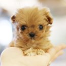 오마이프렌즈 이미지