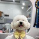 넘버원 펫살롱 이미지