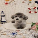 하이몽블리 이미지