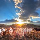 강인목장 이미지