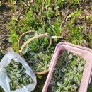 진영농원 이미지