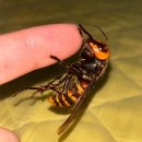 LOVING PET 이미지