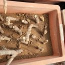 파주정수농장 이미지