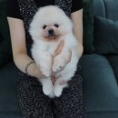 NOBLESSE.PET 이미지