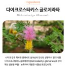 부스트헬스(Boost Health) | [다이어트 보조제 추천] 다이글로메라 내돈내산 후기