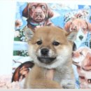 버디독 강아지분양 안심분양센터 김포점 이미지