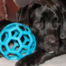 숲속의강아지 이미지