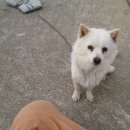 팔금보건지소 Daum카페