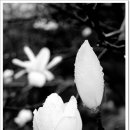 목련@사랑 이미지