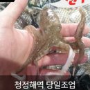 청춘쭈꾸미 이미지
