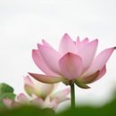 빠뽕