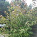 횡성숲체원 산딸나무 이미지
