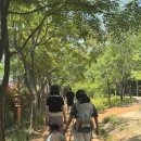 대전 아이랑 갈만한 곳:한밭수목원 자전거 대여 곤충생태관 수목원 시립미술관 황톳길 피크닉
