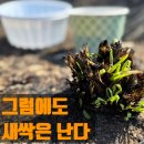 경상북도 야생동물 구조관리센터 | 소속 없이 지금 당장 할 수 있는 안동 산불 봉사활동 현장에서 동물 밥을 주고 오기 주의사항