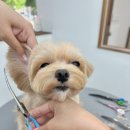 트리밍아유 이미지