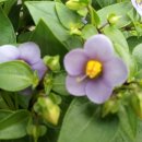 용담광택 이미지