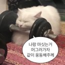 비원소프트 | 코케인 러브♡