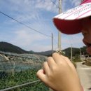 민들레양계장 이미지