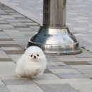 쉬크독 이미지