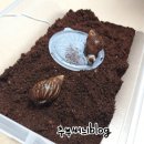 대왕건강원