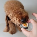 아로펫그루밍 이미지