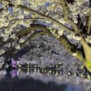 니카페김천부곡점 | 4월 첫째주 _ 올해도 🌸ㅓ김없는 벚꽃 사냥꾼