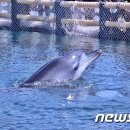 [2013.5.23 뉴스1] 환경단체, '돌고래 체험' 거제씨월드 건립 반대 이미지