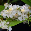 환타지아 이미지