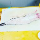 자연산바다장어 이미지