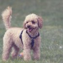 꿀강아지 이미지