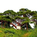 바위와소나무 이미지